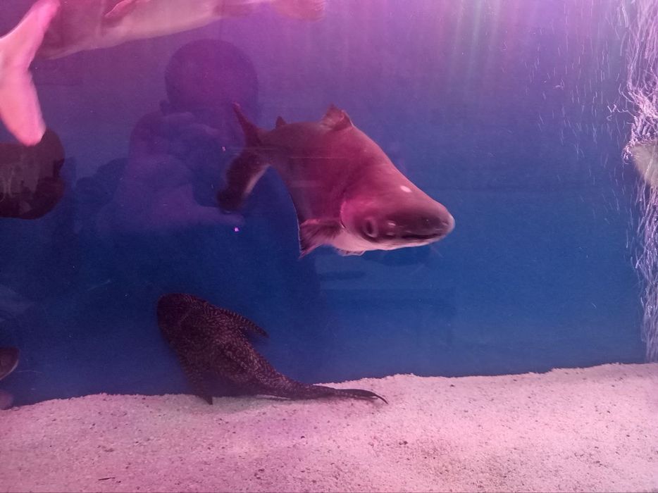 Aravana 2ta Indiski noj 2ta Akula 2ta oq akula 2ta pilisos 3ta