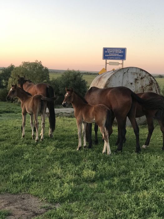 Продам кобылу жеребую