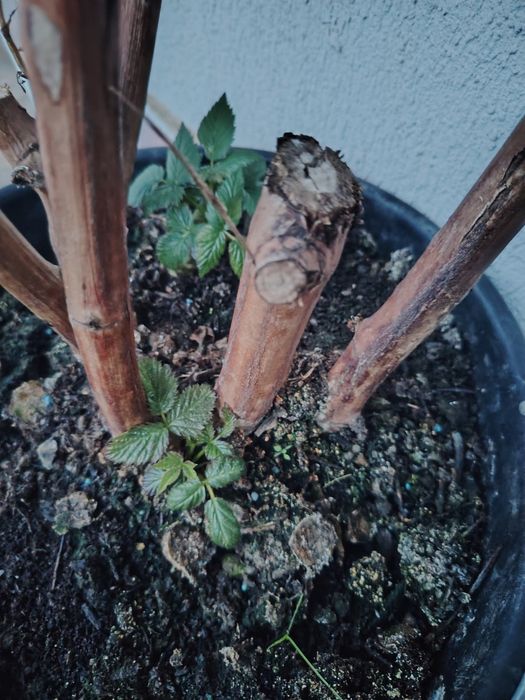 Butas ghiveci mur mure anul 4 produce in primavara