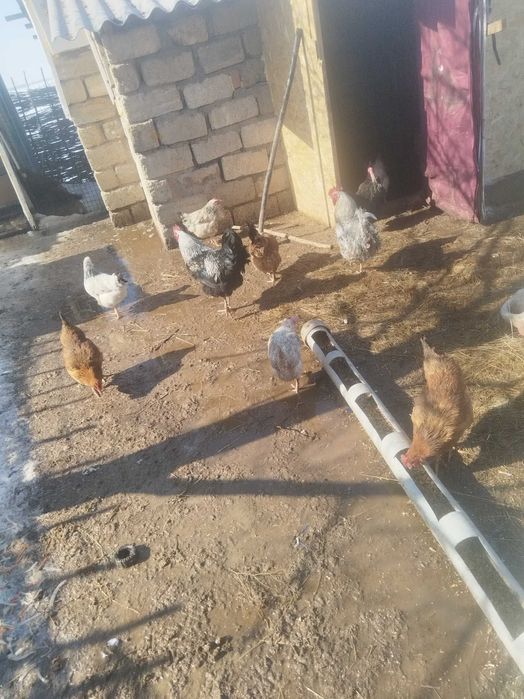 Продам домашних кур