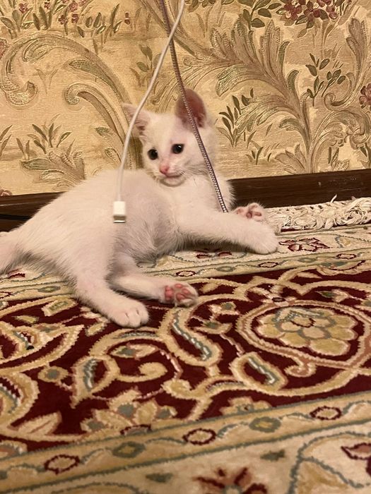 Hadiyaga mushuk Angora va strayt