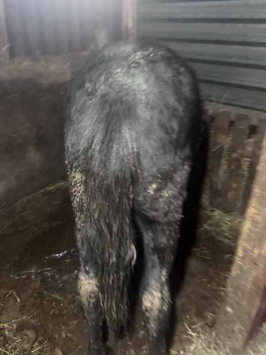 Семіз тай откорм