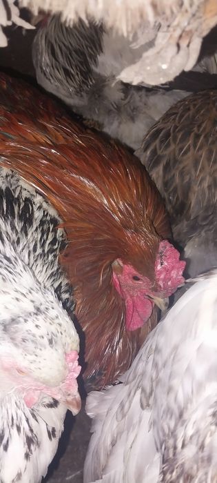 Продам молодых петушков