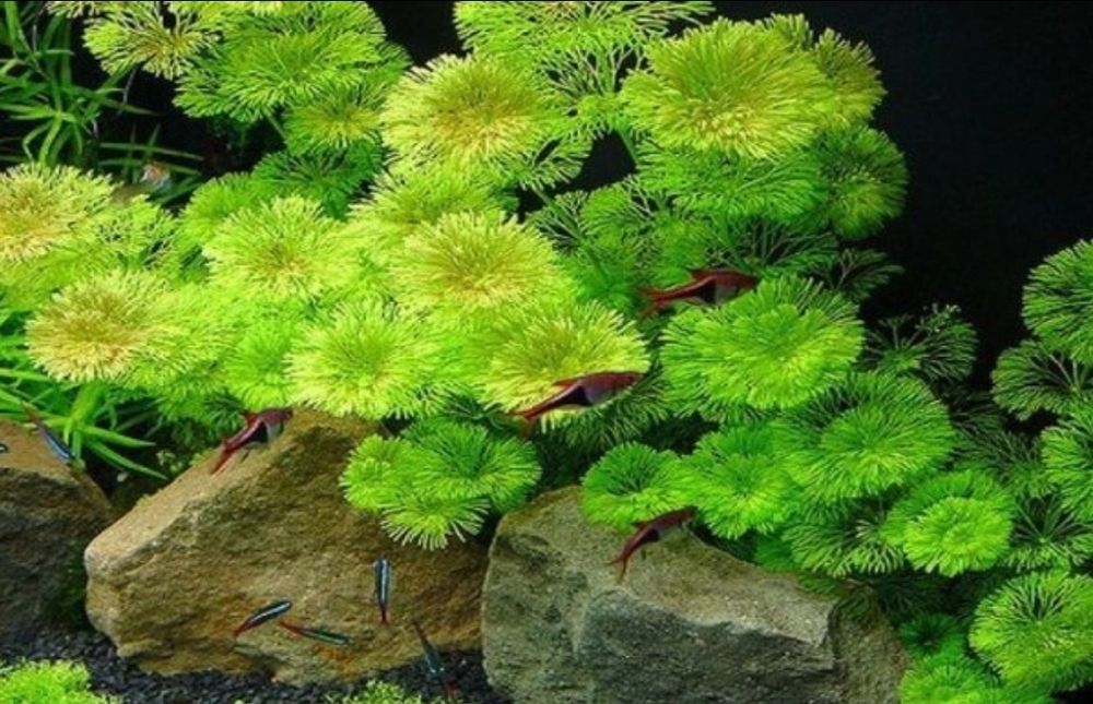 Акаариумные растение в Зоомагазине Кеша