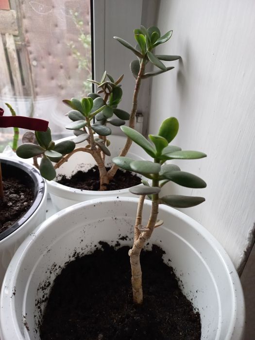 Комнатные цветы отростки