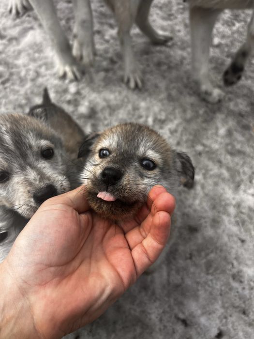 Щенки. Порода Лабски