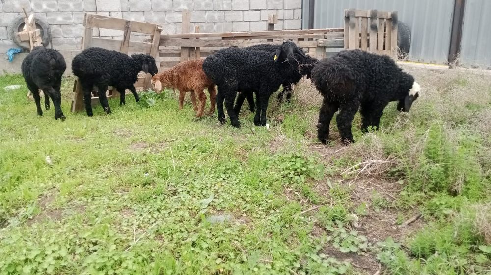 Козылар сатылады