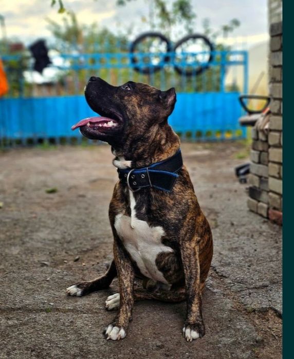 Стаффордширский терьер