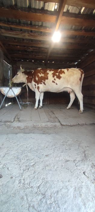 Продам дойную корову.