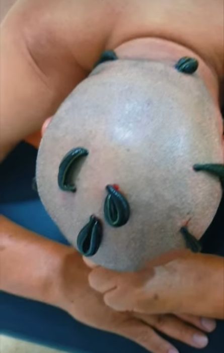 Zuluk va Xijoma  xizmati  ( VIZIF )