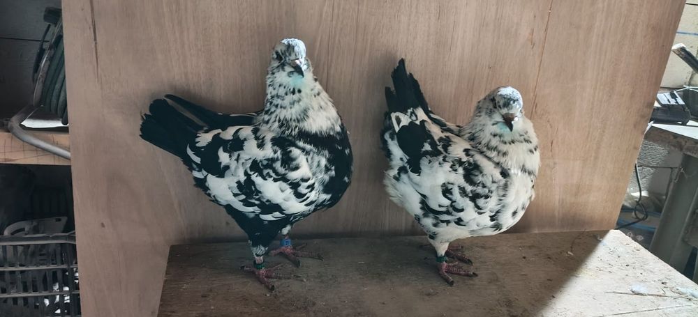 Porumbei king bobați