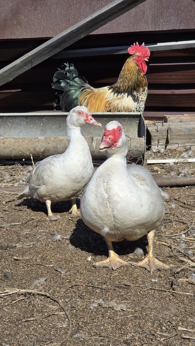 Индоутки (уточки и селезни)