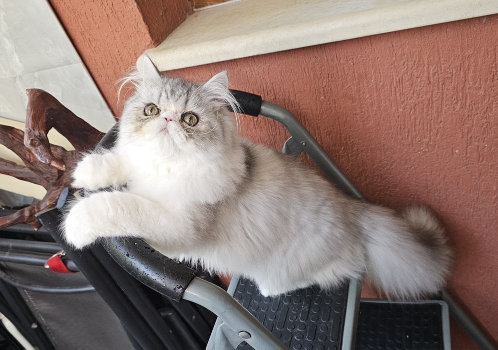 Персийски котенца
