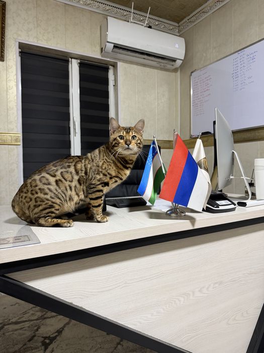 Кот Бенгалский. Паспорт привка имейитса