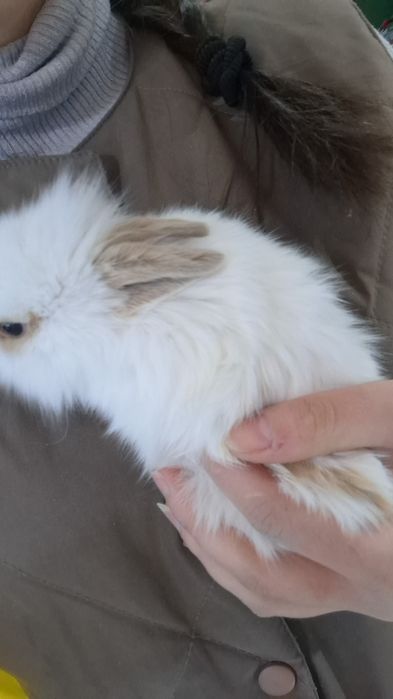 Поступление карликовых крольчат