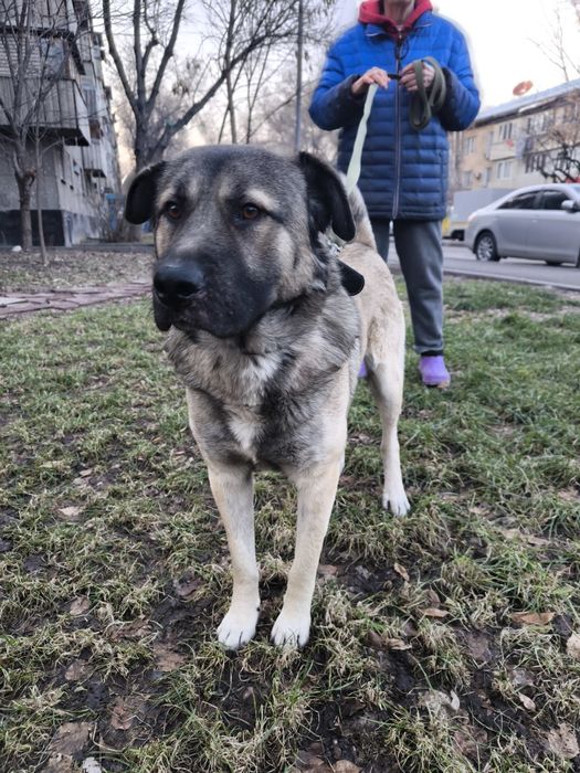 Ищем дом и надёжные руки