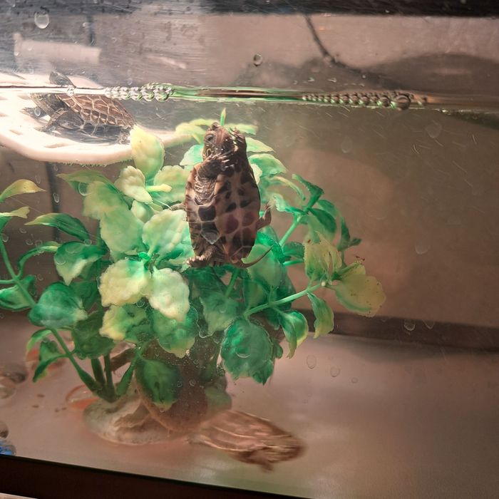 Черепашка Трехкеливая