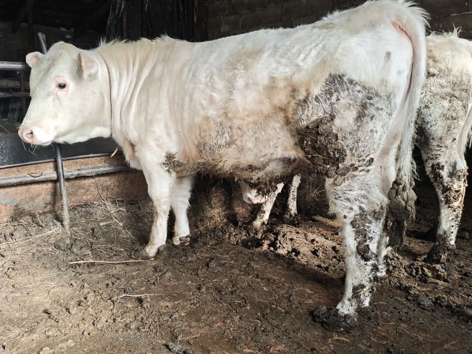 Аулиеколь бык производитель