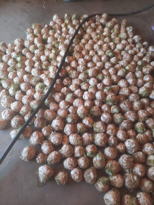 Vand telina de radacina