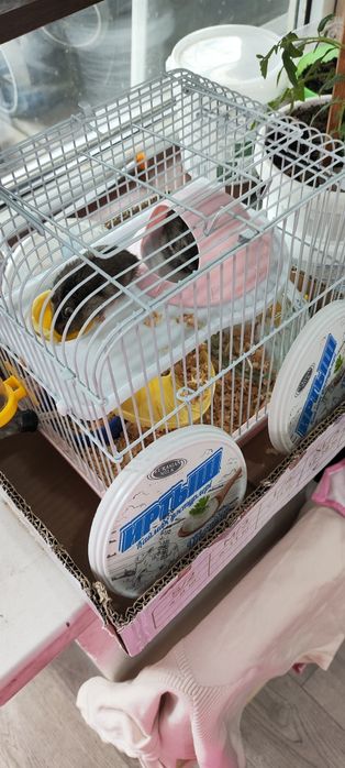 Продам хомяк хороши мама и сын