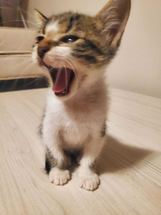 Две прекрасни котенца на 2 месеца търсят дом