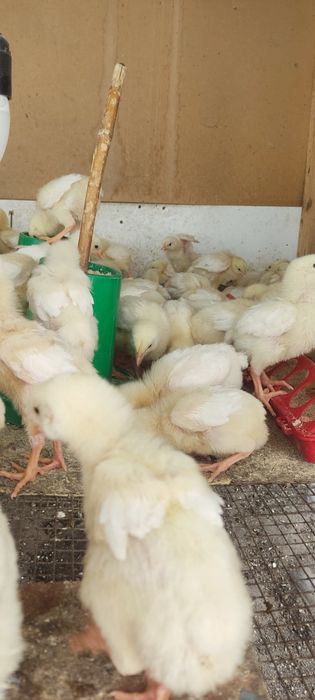 Продам бройлеров цыплят подросших