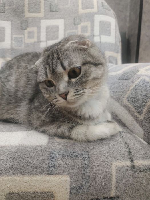 Котята шотландские вислоухие