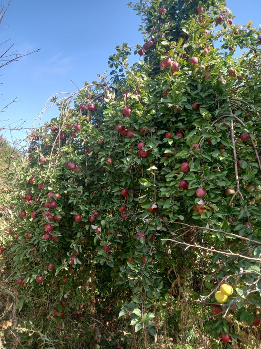 Продам срочно дача