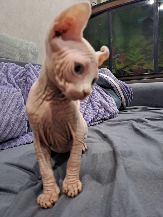 Шикарные сфинксы бамбино и эльф