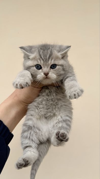 Mushuklar sotiladi serebristaya shinshila