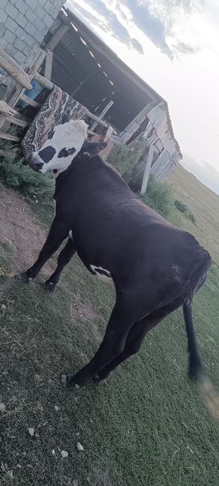 Тёлочки две головы