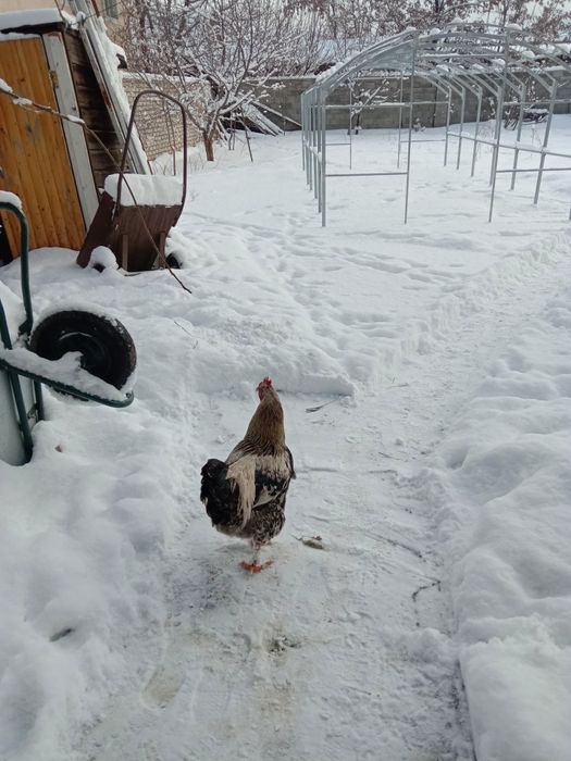 Продам молодых петушков