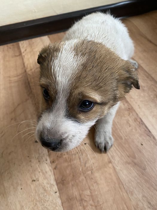 Мальчик и девочка  ищут  дом