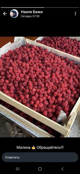 Малина местная очень сладкая