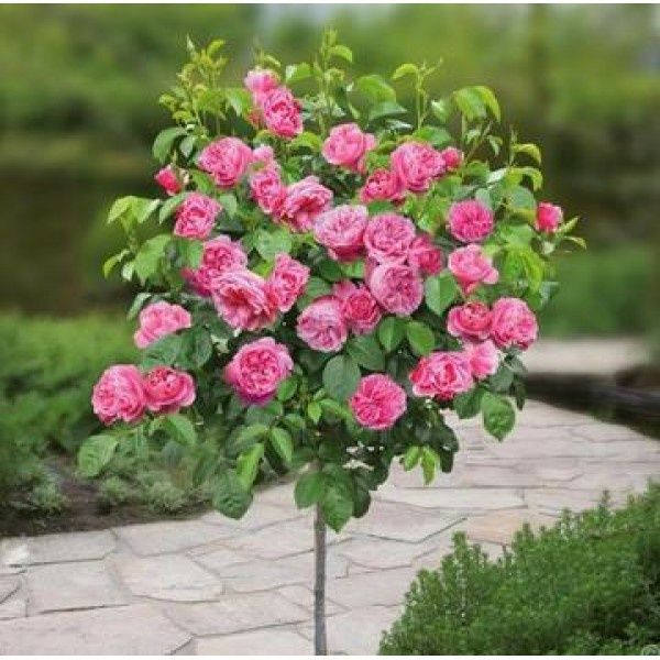 Pomi ornamental  trandafiri tip pomisor