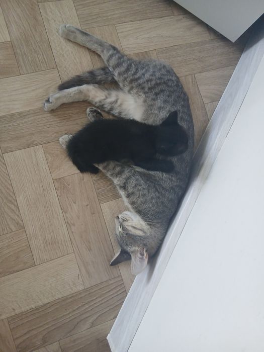 Котенок  в любящие семьи