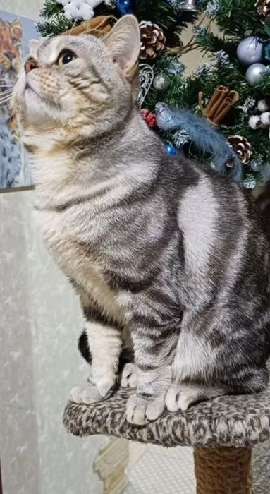 Опытный кот на вязку