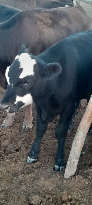Продам бык и бычки ангус