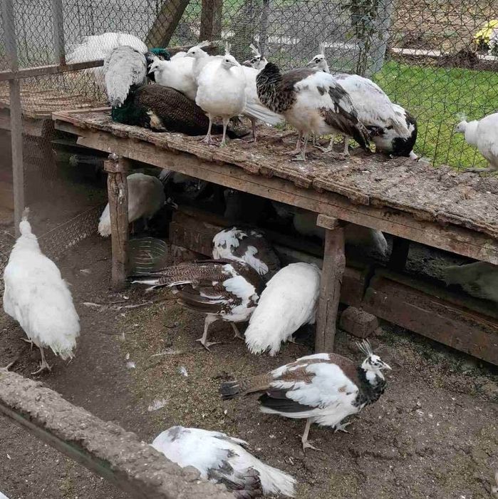 Едногодишни пауни