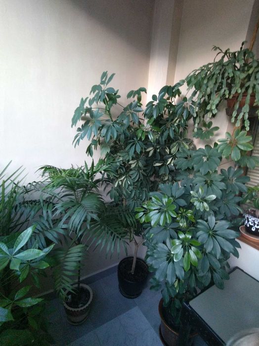 Шефлера - шарена