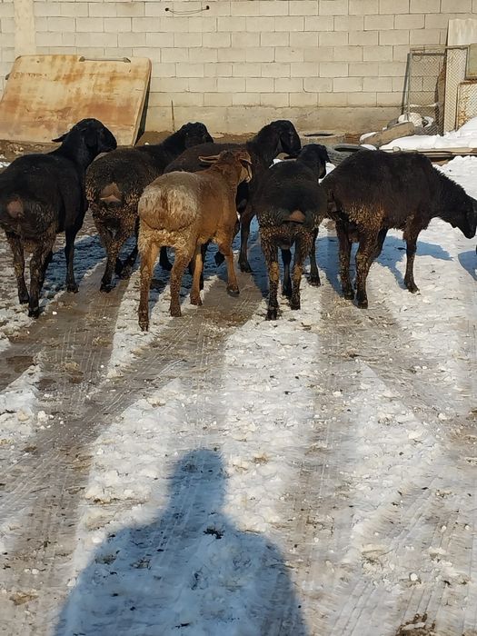 Продам баранов самцов