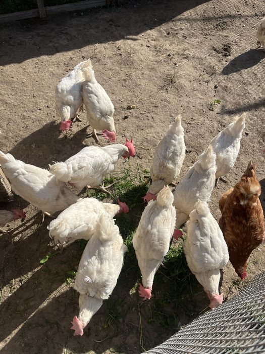 Продаються куры несушки
