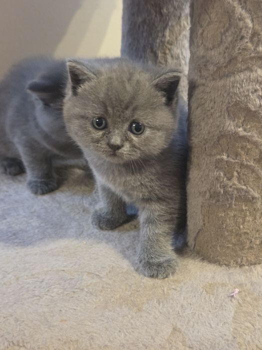 Британски късокосмеси котенца