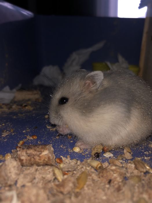 Ждунгарский хомяк