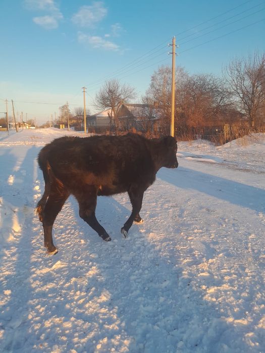 Продам перво телку