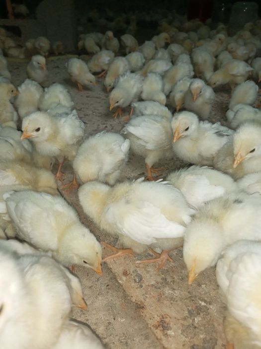 20 кунлик Жужа сотилади тез ва арзон