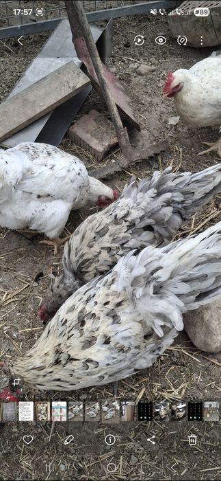 Puicute Astrolop Splash