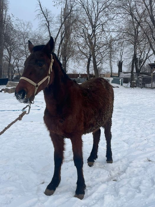 3 жасар буаз байтал сатылады