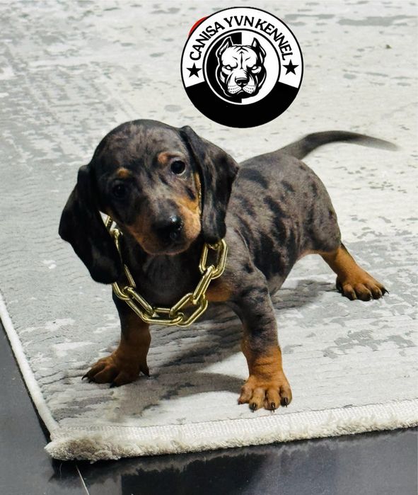 Mascul teckel arlequin miny