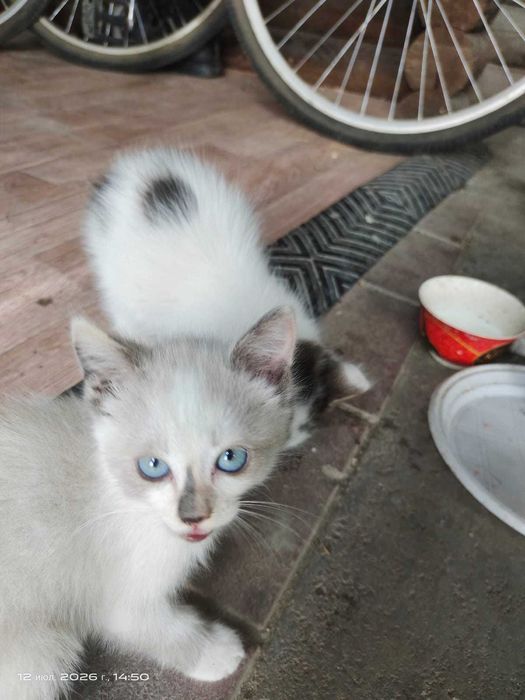 Отдам маленьких котят